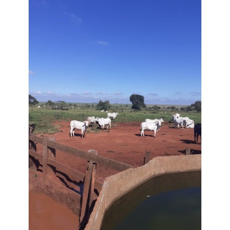 Fazenda a venda lavoura dupla aptidão Nova Andradina 3.630 ha