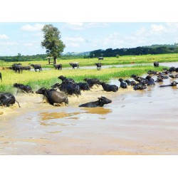 Agronegocios a venda Fazenda Empresa laticinio ativo SP Parana