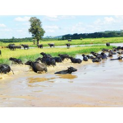 Agronegocios a venda pr Fazenda Empresa laticinio ativo SP Parana