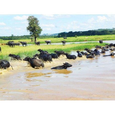 Agronegocios a venda pr Fazenda Empresa laticinio ativo SP Parana
