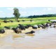 Agronegocios a venda pr Fazenda Empresa laticinio ativo SP Parana