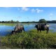 Agronegocios a venda Fazenda Empresa laticinio ativo SP Parana