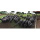Agronegocios a venda pr Fazenda Empresa laticinio ativo SP Parana