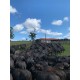 Agronegocios a venda pr Fazenda Empresa laticinio ativo SP Parana