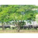 Agronegocios a venda pr Fazenda Empresa laticinio ativo SP Parana