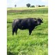 Agronegocios a venda pr Fazenda Empresa laticinio ativo SP Parana