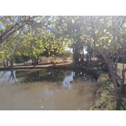 Sitio a venda sp Ribeirao Preto pecuaria lavoura pousada 5 alqueires
