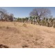 Sitio a venda sp Ribeirao Preto pecuaria lavoura pousada 5 alqueires