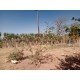 Sitio a venda Ribeirao Preto pecuaria lavoura pousada 5 alqueires