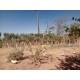 Sitio a venda sp Ribeirao Preto pecuaria lavoura pousada 5 alqueires