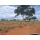 Fazenda a venda TO Reegiao Paraiso do Tocantins Pecuaria lavoura