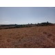 Sitio a venda sp Ribeirao Preto Santo Antonio da Alegria 25 alqueires