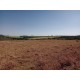 Sitio a venda sp Ribeirao Preto Santo Antonio da Alegria 25 alqueires