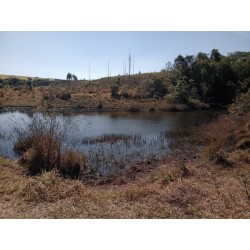 Sitio a venda sp Ribeirao Preto Santo Antonio da Alegria 25 alqueires