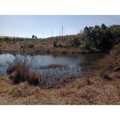 Sitio a venda sp Ribeirao Preto Santo Antonio da Alegria 25 alqueires