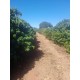Sitio a venda mg cafe sul de minas lavoura arceburgo 11 alqueires