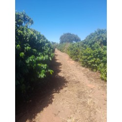 Sitio a venda mg cafe sul de minas lavoura arceburgo 11 alqueires