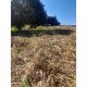 Sitio a venda mg Sul de Minas Arceburgo lavoura pecuaria 10 alqueires