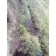 Sitio a venda mg Sul de Minas Regiao Paraizo lavoura 6 alqueires