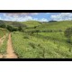 Fazenda a venda mg regiao Juiz de Fora Lima Duarte 228 ha