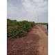 Sitio a venda mg cafe sul de MInas Regiao Paraiso 5 alqueires