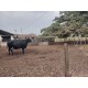 Sitio a venda mg Sul de Minas montado Regiao Paraiso 7 alqueires