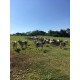 SITIO A VENDA mg REGIAO PARAISO MG MONTE SANTO DE MINAS 7 ALQUEIRES