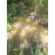 Sitio a venda sp Regiao Campinas Mococa Ribeirao Preto 21 alqueires