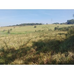 Sitio a venda sp Regiao Mococa Campinas Ribeirao Preto 18.5 alqueires