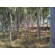 Sitio a venda sp Regiao Mococa Campinas Ribeirao Preto 18.5 alqueires