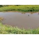 Sitio a venda sp Regiao Mococa Campinas Ribeirao Preto 18.5 alqueires