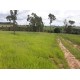 Sitio a venda sp Regiao Ribeirao Preto Cajuru lavoura Pecuaria 11 alqueires