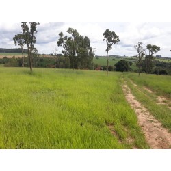 Sitio a venda sp Regiao Ribeirao Preto Cajuru lavoura Pecuaria 11 alqueires