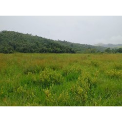 Fazenda a venda sp regiao Campinas Piracicaba Pecuaria 134 alqueires