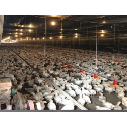Fazenda a venda mg Regiao Uberlandia Avicultura Suino cultura Pecuaria 32 alqueires Paulista 78 ha