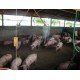 Agronegocio a venda mg Fazenda empresa Triangulo Mineiro ativo Avicultura Suino cultura Pecuaria 78 ha