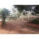 Sitio a venda mg Região Paraiso Sul de Minas São Tomaz de Aquino Produtivo café pecuaria