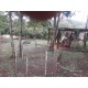 Sitio a venda mg Região Paraiso Sul de Minas São Tomaz de Aquino Produtivo café pecuaria