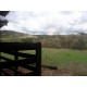 Sitio a venda mg Região Paraiso Sul de Minas São Tomaz de Aquino Produtivo café pecuaria