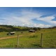 Fazenda a venda sp Regiao Ribeirao Preto Cajuru Cássia dos Coqueiros 118 alqueires