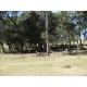 Sitio a venda sp Cajuru Cassia dos Coqueiros 4 hectares com benfeitorias