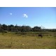 Sitio a venda sp Cajuru Cassia dos Coqueiros 4 hectares com benfeitorias