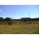 Sitio a venda sp Cajuru Cassia dos Coqueiros 4 hectares com benfeitorias
