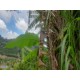 Sitio a venda mg Guaxupe Sul de minas 2 ha aceita permuta Campínas