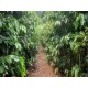 Sitio a venda mg Guaxupe Sul de minas 2 ha aceita permuta Campínas