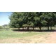 Sitio a venda sp Ribeirão Preto Cássia dos Coqueiros 3 alq montado