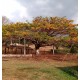 Fazenda a venda sp cana Franca soja cafe cana 107 hectares