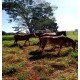 Fazenda a venda sp cana Franca soja cafe cana 107 hectares