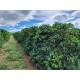 Fazenda a venda mg sul de minas cafe pecuaria Regiao Pinhui São Roque Vargem Bonita Canastra