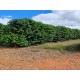 Fazenda a venda mg sul de minas cafe pecuaria Regiao Pinhui São Roque Vargem Bonita Canastra